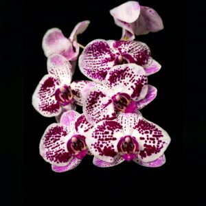 wild pink orchid